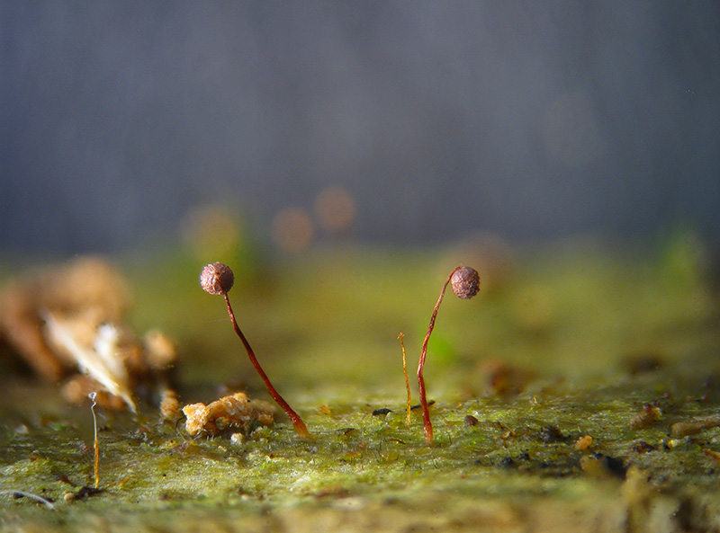 Cribraria languescens?